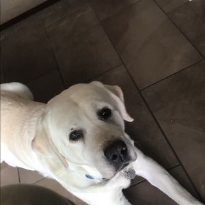 Meet your Posher, Sally